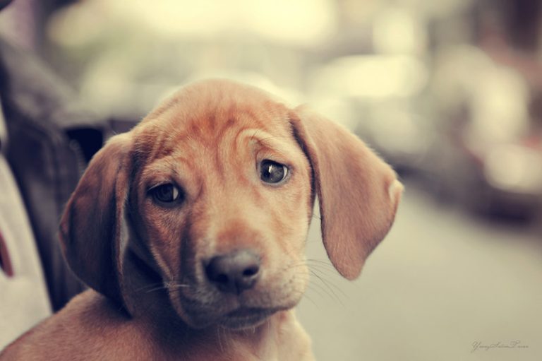 Hond Likt Veel Aan Zijn Plasser Kan een hond verdrietig zijn? | Honden Informatie